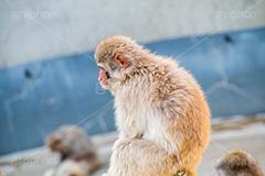 黄昏,哀愁,猿,さる,サル,動物,どうぶつ,動物園,アニマル,猿山,モンキー,干支,申,animal,zoo,monkey