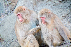 見てよあの人‥,猿,さる,サル,動物,どうぶつ,動物園,アニマル,猿山,モンキー,干支,申,噂,うわさ,animal,zoo,monkey