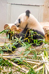 パンダ,ぱんだ,食事,エサ,えさ,餌,ささ,笹,動物,どうぶつ,動物園,アニマル,animal,zoo,カワイイ,かわいい,可愛い