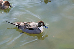 池,いけ,公園,鴨,かも,pond,淡水,池沼,泳ぐ,水鳥,野鳥