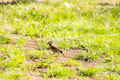 ムクドリ,椋鳥,スズメ目,ムクドリ科,鳥類,鳥,とり,野鳥,公園,散歩