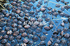 池,いけ,公園,pond,淡水,池沼,蓮,はす,枯れ