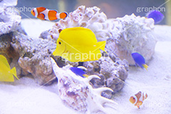 キイロハギとクマノミ,水族館,アクアリウム,アクア,魚,深海,キイロハギ,クマノミ,水槽,黄色,ハギ,隠れ,カクレクマノミ,くまのみ,トンボダイ,ハチマキ,チンチクリ,ヤハゲ,フィッシュ,fish,aquarium