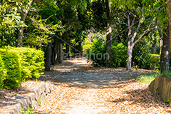 夢の島公園,公園,夢の島,人工島,東京湾,江東区,埋立地,埋め立て,park,olympic,自然,散歩,オリンピック,新木場,自然,草木