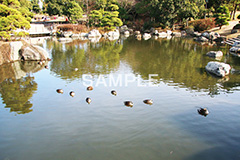 池,いけ,公園,鴨,かも,pond,淡水,池沼,泳ぐ,水鳥,野鳥