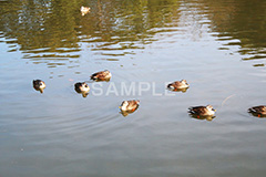 池,いけ,公園,鴨,かも,pond,淡水,池沼,泳ぐ,水鳥,野鳥