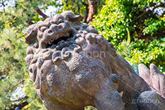 狛犬,獅子,犬,石像,像,神社,参拝,お参り,守る,守護,japan,shrine
