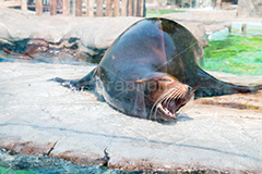 ねむ～い,あしか,アシカ,海生動物,オットセイ,トド,オタリア,水族館,動物園,あくび,animal,アニマル,寝不足