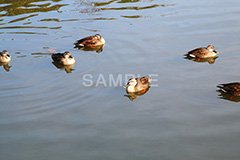 池,いけ,公園,鴨,かも,pond,淡水,池沼,泳ぐ,水鳥,野鳥