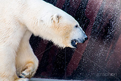 ホッキョクグマ,白熊,シロクマ,しろくま,クマ,くま,熊,animal,アニマル,動物園,牙,キバ