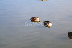 池,いけ,公園,鴨,かも,pond,淡水,池沼,泳ぐ,水鳥,野鳥