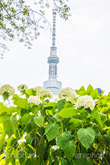 スカイツリーと紫陽花,スカイツリー,あじさい,アジサイ,紫陽花,rain,レイン,花,ホンアジサイ,季語,雨,あめ,梅雨,つゆ,フラワー,flower,asakusa,japan,東京スカイツリー,TOKYO SKYTREE,隅田公園,隅田川,浅草,6月,tower,タワー