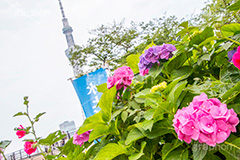 スカイツリーと紫陽花,スカイツリー,あじさい,アジサイ,紫陽花,rain,レイン,花,ホンアジサイ,季語,雨,あめ,梅雨,つゆ,フラワー,flower,asakusa,japan,東京スカイツリー,TOKYO SKYTREE,隅田公園,隅田川,浅草,6月,tower,タワー