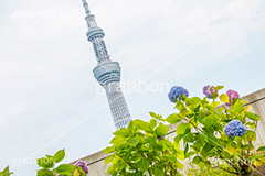 スカイツリーと紫陽花,スカイツリー,あじさい,アジサイ,紫陽花,rain,レイン,花,ホンアジサイ,季語,雨,あめ,梅雨,つゆ,フラワー,flower,asakusa,japan,東京スカイツリー,TOKYO SKYTREE,隅田公園,隅田川,浅草,6月,tower,タワー