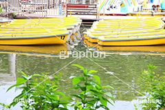 池,いけ,湖,レジャーボート,ボート,足漕ぎ,手漕ぎ,こぐ,ペダル,足漕式,公園,レジャー,漕ぐ,並ぶ,たくさん,昭和記念公園,公園,立川,boat,park