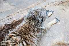 ミーアキャット,マングース科,雑食,小型,哺乳類,スリカータ,動物,どうぶつ,動物園,アニマル,animal,zoo,カワイイ,かわいい,可愛い