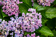 雨の日のあじさい,雨,あめ,梅雨,つゆ,あじさい,アジサイ,紫陽花,水滴,雨粒,小雨,rain,レイン,雨の日,花,ホンアジサイ,季語,フラワー,flower,6月