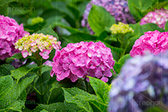 雨の日のあじさい,雨,あめ,梅雨,つゆ,あじさい,アジサイ,紫陽花,水滴,雨粒,小雨,rain,レイン,雨の日,花,ホンアジサイ,季語,フラワー,flower,6月