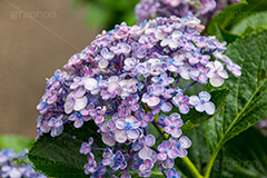 雨の日のあじさい,雨,あめ,梅雨,つゆ,あじさい,アジサイ,紫陽花,水滴,雨粒,小雨,rain,レイン,雨の日,花,ホンアジサイ,季語,フラワー,flower,6月