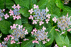 雨の日のあじさい,雨,あめ,梅雨,つゆ,あじさい,アジサイ,紫陽花,水滴,雨粒,小雨,rain,レイン,雨の日,花,ホンアジサイ,季語,フラワー,flower,6月