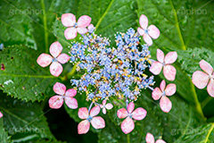雨の日のあじさい,雨,あめ,梅雨,つゆ,あじさい,アジサイ,紫陽花,水滴,雨粒,小雨,rain,レイン,雨の日,花,ホンアジサイ,季語,フラワー,flower,6月