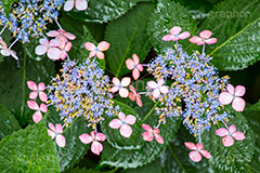 雨の日のあじさい,雨,あめ,梅雨,つゆ,あじさい,アジサイ,紫陽花,水滴,雨粒,小雨,rain,レイン,雨の日,花,ホンアジサイ,季語,フラワー,flower,6月