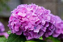 雨の日のあじさい,雨,あめ,梅雨,つゆ,あじさい,アジサイ,紫陽花,水滴,雨粒,小雨,rain,レイン,雨の日,花,ホンアジサイ,季語,フラワー,flower,6月