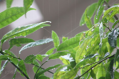 雨,あめ,梅雨,つゆ,草,植物,水滴,雨粒,小雨,rain,レイン,雨の日