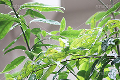 雨,あめ,梅雨,つゆ,草,植物,水滴,雨粒,小雨,rain,レイン,雨の日