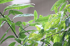 雨,あめ,梅雨,つゆ,草,植物,水滴,雨粒,小雨,rain,レイン,雨の日