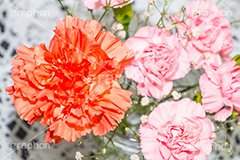 母の日,カーネーション,ナデシコ科,ナデシコ属,花,お花,春,フラワー,spring,flower,carnation,present,mother's day,花束,贈り物,プレゼント,かすみ草,ありがとう,感謝,お礼,母,お母さん,レース,テーブルコーディネート,花瓶