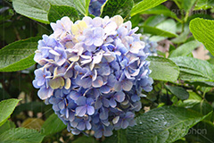 雨,あめ,梅雨,つゆ,あじさい,アジサイ,紫陽花,水滴,雨粒,小雨,rain,レイン,雨の日,花,ホンアジサイ,季語,フラワー,flower,6月