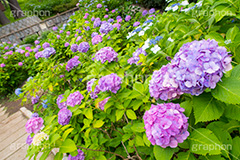 多摩川台公園のあじさい,多摩川台公園,あじさい,アジサイ,梅雨,つゆ,紫陽花,花,ホンアジサイ,季語,フラワー,公園,大田区,田園調布,台地,名所,広場,6月,あじさい園,flower,park