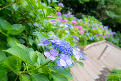多摩川台公園のあじさい,多摩川台公園,あじさい,アジサイ,梅雨,つゆ,紫陽花,花,ホンアジサイ,季語,フラワー,公園,大田区,田園調布,台地,名所,広場,6月,あじさい園,flower,park