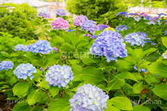 多摩川台公園のあじさい,多摩川台公園,あじさい,アジサイ,梅雨,つゆ,紫陽花,花,ホンアジサイ,季語,フラワー,公園,大田区,田園調布,台地,名所,広場,6月,あじさい園,flower,park