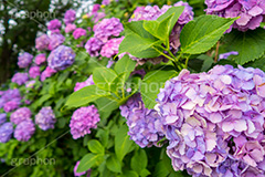 多摩川台公園のあじさい,多摩川台公園,あじさい,アジサイ,梅雨,つゆ,紫陽花,花,ホンアジサイ,季語,フラワー,公園,大田区,田園調布,台地,名所,広場,6月,あじさい園,flower,park