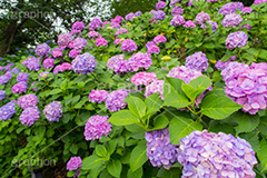 多摩川台公園のあじさい,多摩川台公園,あじさい,アジサイ,梅雨,つゆ,紫陽花,花,ホンアジサイ,季語,フラワー,公園,大田区,田園調布,台地,名所,広場,6月,あじさい園,flower,park