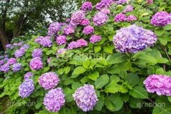 多摩川台公園のあじさい,多摩川台公園,あじさい,アジサイ,梅雨,つゆ,紫陽花,花,ホンアジサイ,季語,フラワー,公園,大田区,田園調布,台地,名所,広場,6月,あじさい園,flower,park