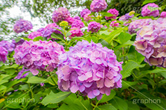 多摩川台公園のあじさい,多摩川台公園,あじさい,アジサイ,梅雨,つゆ,紫陽花,花,ホンアジサイ,季語,フラワー,公園,大田区,田園調布,台地,名所,広場,6月,あじさい園,flower,park