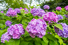 多摩川台公園のあじさい,多摩川台公園,あじさい,アジサイ,梅雨,つゆ,紫陽花,花,ホンアジサイ,季語,フラワー,公園,大田区,田園調布,台地,名所,広場,6月,あじさい園,flower,park