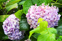 雨,あめ,梅雨,つゆ,あじさい,アジサイ,紫陽花,水滴,雨粒,小雨,rain,レイン,雨上がり,花,ホンアジサイ,季語,フラワー,flower,6月