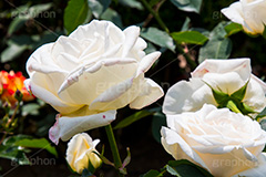 バラ,花,お花,フラワー,ローズ,flower,rose,園芸種,灌木,低木,つる植物,春,spring,薔薇
