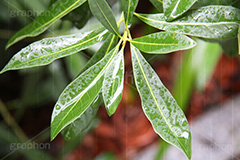 雨,あめ,梅雨,つゆ,草,植物,水滴,雨粒,小雨,rain,レイン,雨の日