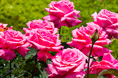 バラ,花,お花,フラワー,ローズ,flower,rose,園芸種,灌木,低木,つる植物,春,spring,薔薇