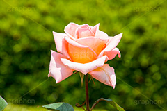 バラ,花,お花,フラワー,ローズ,flower,rose,園芸種,灌木,低木,つる植物,春,spring,薔薇