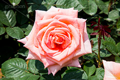バラ,花,お花,フラワー,ローズ,flower,rose,園芸種,灌木,低木,つる植物,春,spring,薔薇
