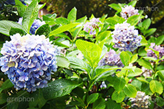 雨,あめ,梅雨,つゆ,あじさい,アジサイ,紫陽花,水滴,雨粒,小雨,rain,レイン,雨上がり,花,ホンアジサイ,季語,フラワー,flower,6月