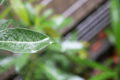 雨,あめ,梅雨,つゆ,草,植物,水滴,雨粒,小雨,rain,レイン,雨の日