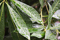 雨,あめ,梅雨,つゆ,草,植物,水滴,雨粒,小雨,rain,レイン,雨の日