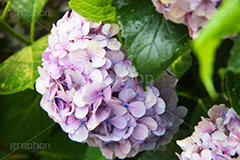 雨,あめ,梅雨,つゆ,あじさい,アジサイ,紫陽花,水滴,雨粒,小雨,rain,レイン,雨上がり,花,ホンアジサイ,季語,フラワー,flower,6月